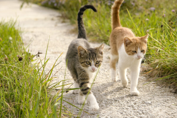 cats with long tails