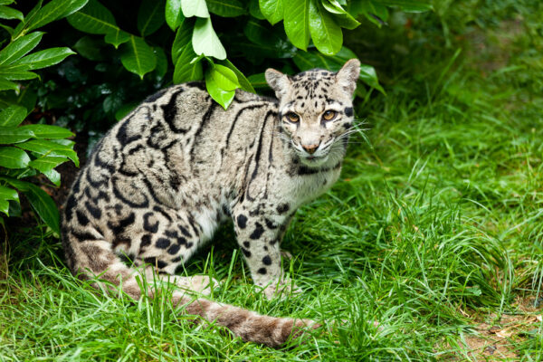clouded leopard has longest tail in proportion to body size
