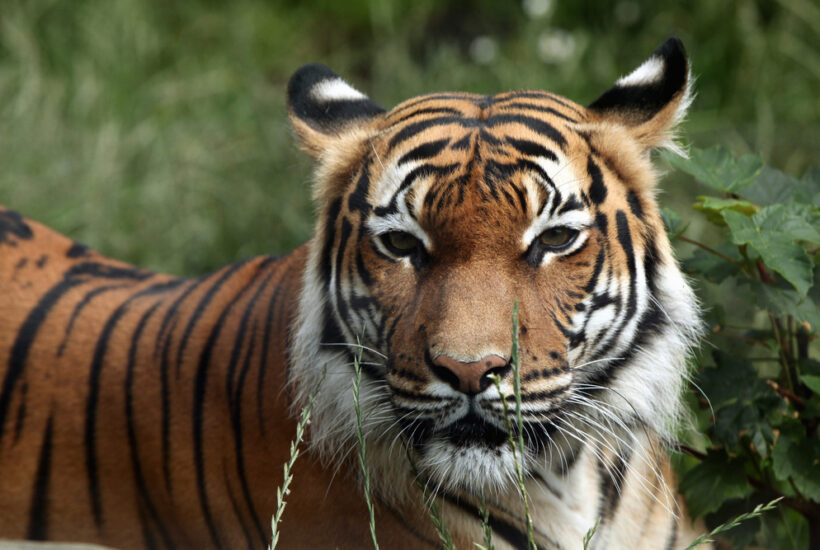 Malayan tiger