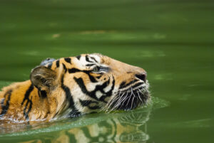 tiger swimming