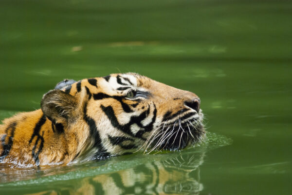 Malayan tiger swimming