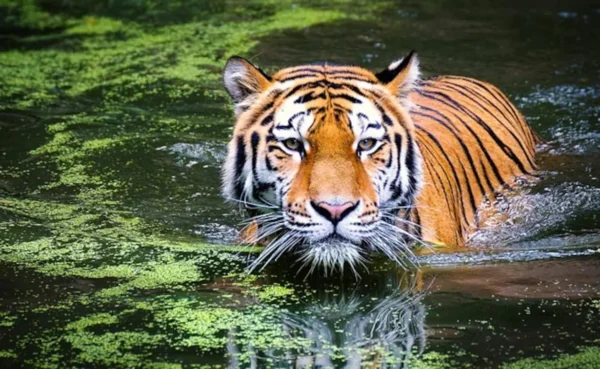 Maylasian Tiger