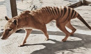 Tasmanian Tiger- Thylacine. Last individual in captivity