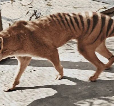 Tasmanian Tiger: Will Extinct Thylacine Make a Comeback?
