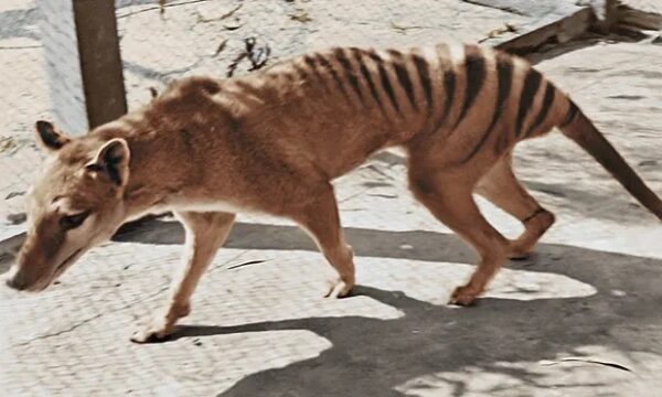 Tasmanian Tiger- Thylacine   Last known individual
