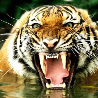 Tiger Teeth: Biology, Folklore and Conservation