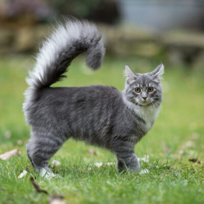 Cats With Long Tails