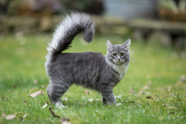 Creekkit of Riverclan Young-maine-Coon-tail.-furryfritz-600x401