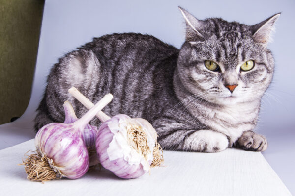 Can cats eat garlic?  Image of cat with garlic bulbs @bellina deposit photos