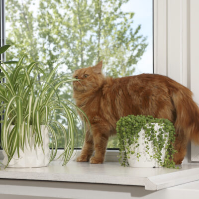 Plants Toxic To Cats: A Guide for Cat Parents