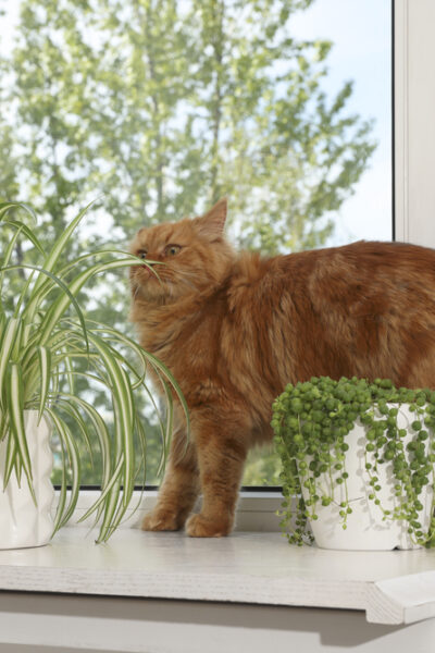 Curious cat near toxic plants