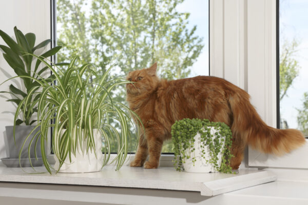 Curious cat near toxic plants