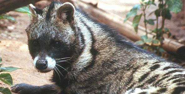 African Civet.  Civetone is used in the perfume industry