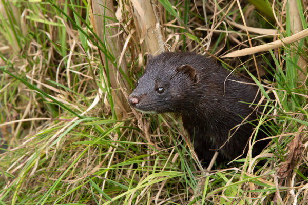 American Mink