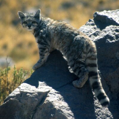 Andean Cat:  Andean Mountain Cat