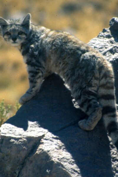 Andean Cat Jim Sanderson Small Cat Alliance