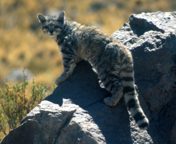 Andean Cat Jim Sanderson Small Cat Alliance