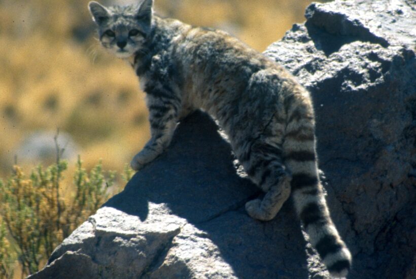 Andean Cat Jim Sanderson Small Cat Alliance