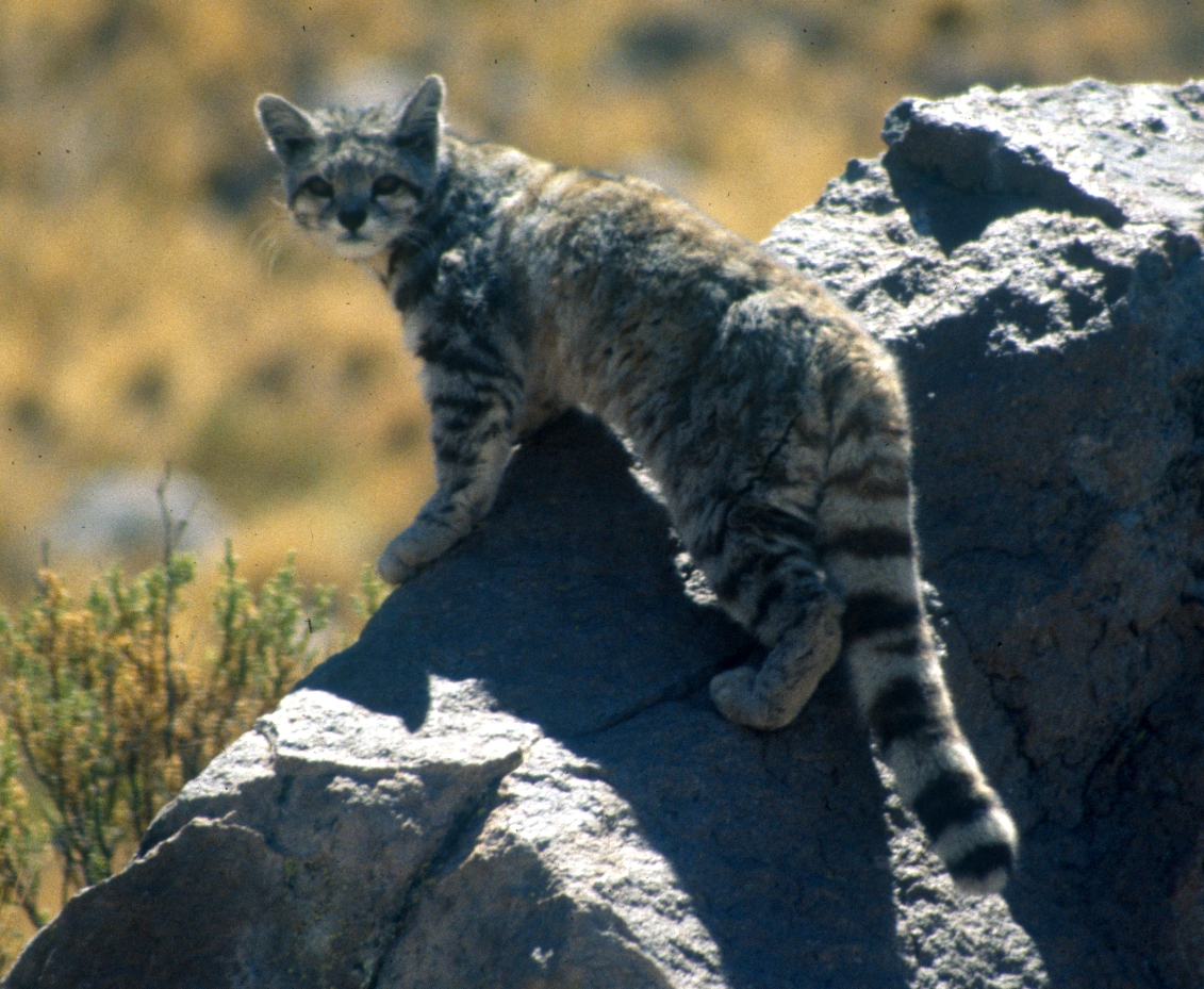 Andean Cat: Andean Mountain Cat - The Tiniest Tiger