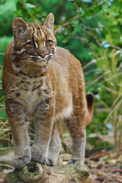 Asian Golden Cat