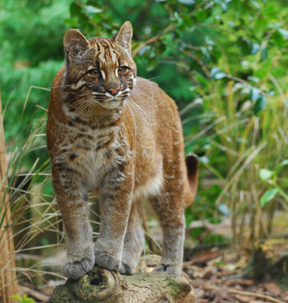 Asian Golden Cat. Asiatic Golden Cat