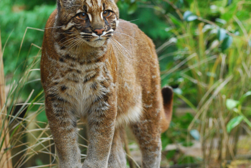 Asian Golden Cat