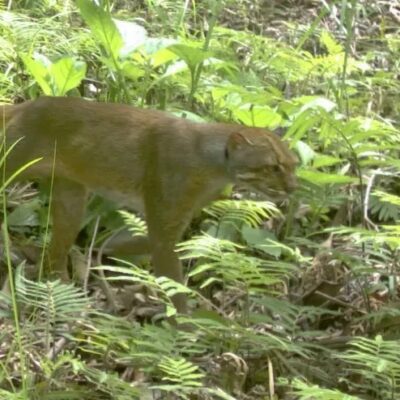 Borneo Bay Cat