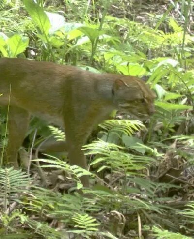 Borneo Bay Cat