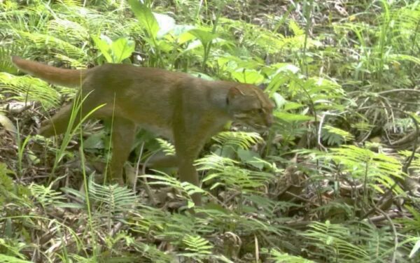 Borneo Bay Cat