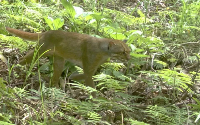 Borneo Bay Cat