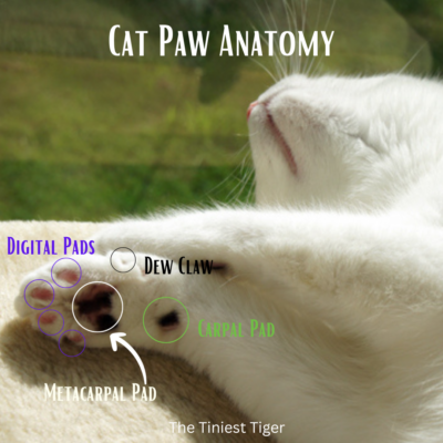 Cat Paw Anatomy