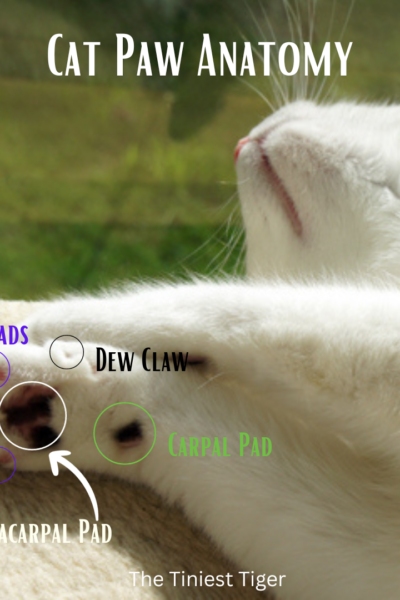 Cat Paw Anatomy