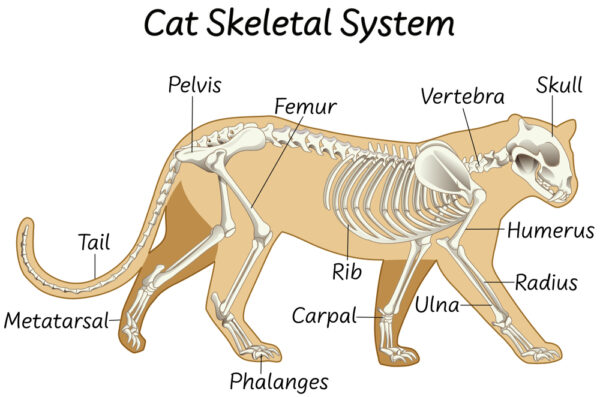  Cat Skeletal System