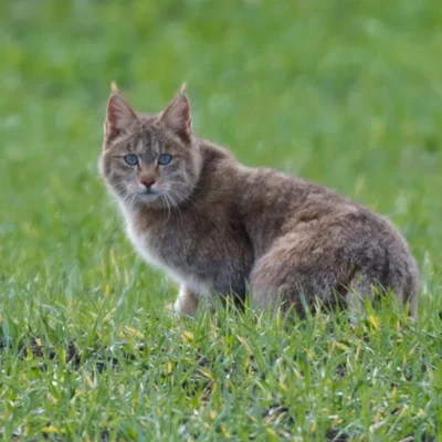 Chinese Mountain Cat: Chinese Steppe Cat