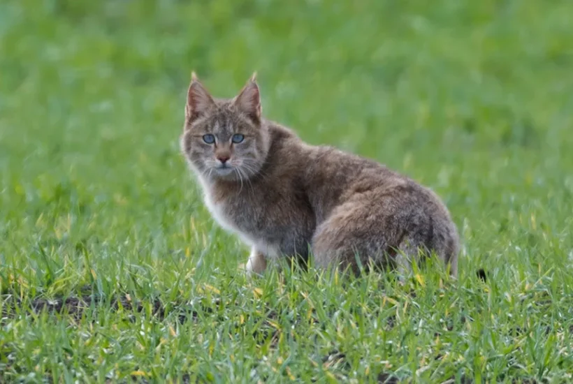 Chinese Mountain Cat. SONG DAZHAO/CFCA