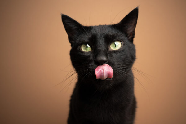Black cat with tongue out