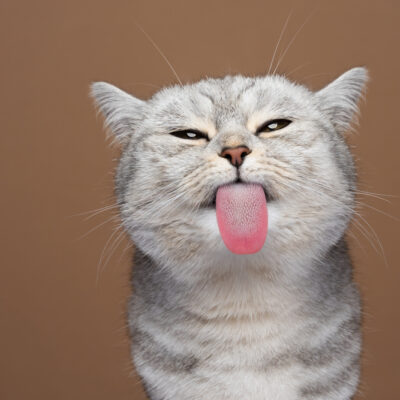 Cat Tongue: Anatomy, Function and Care