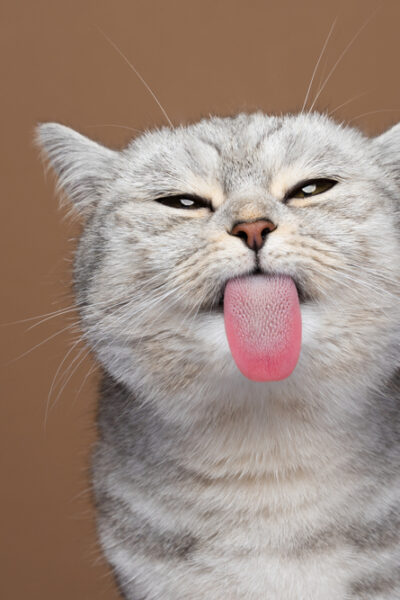 Gray Cat with tongue out