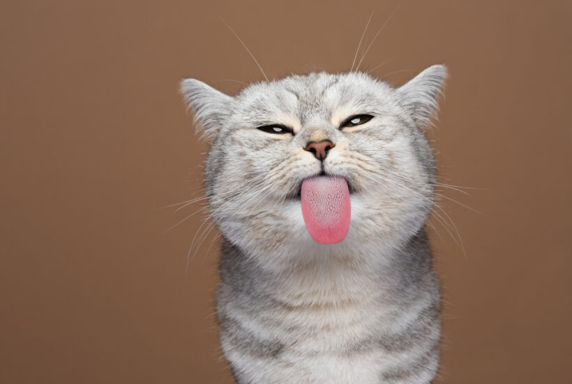 Gray Cat with tongue out