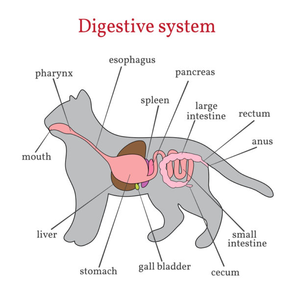Cat Anatomy Digestive System