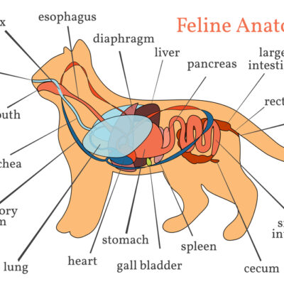 Cat Anatomy: Unique Features and Adaptations
