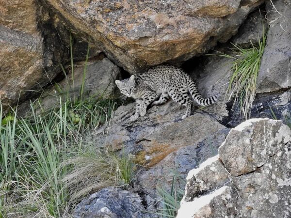 Geoffroy's Cat. South American Wild Cats