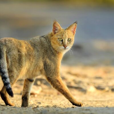 Jungle Cats :  AKA Swamp Cat or Reed Cat
