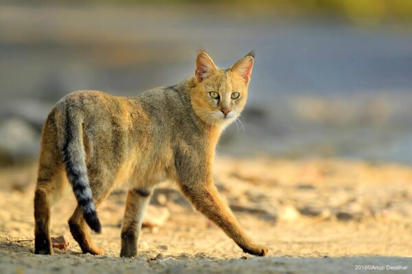 Jungle Cat by Anup Deodhar