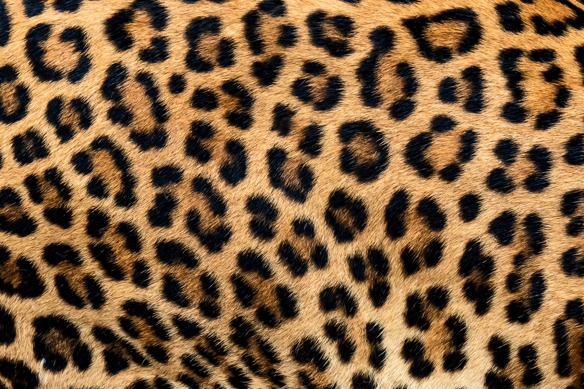 Leopard vs Cheetah Print Spot The Difference The Tiniest Tiger