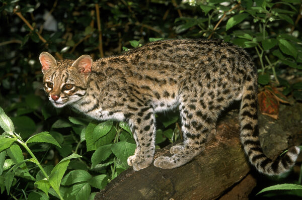 Tiger Cat : Oncilla is the Northern Tiger Cat - The Tiniest Tiger