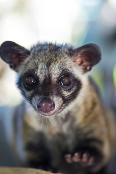 Palm Civet @trubavin