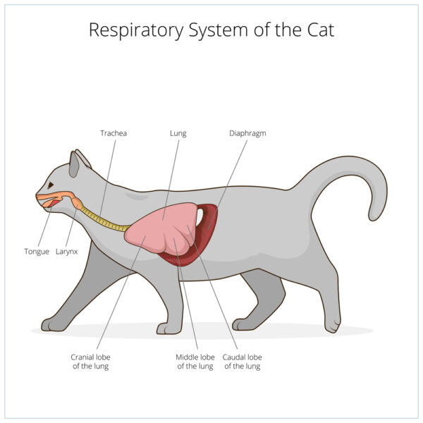 Cat Respiratory System 