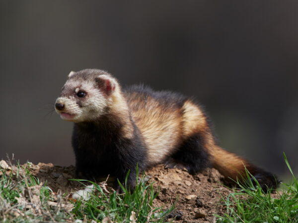 Steppe weasels. or masked polecat