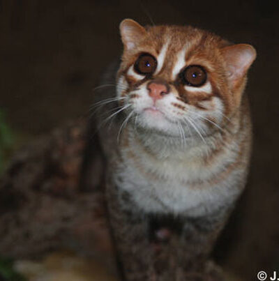 Flat-headed Cat by Jim Sanderson.